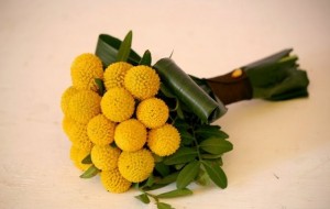 Buchet craspedia