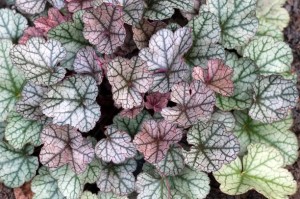 Heuchera - soi Pewter Moon