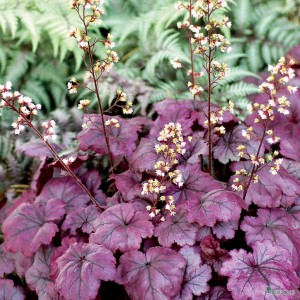 Heuchera - soi Plum Royal