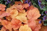 Heuchera - soi Southern Comfort