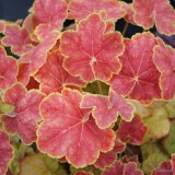 Heuchera hybrida - soi Tiramisu