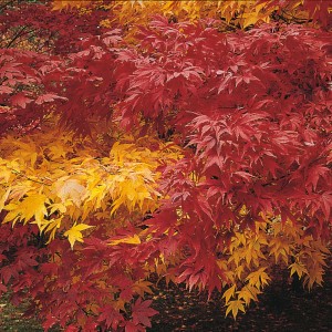 ACER palmatum - Autumn Coloured Hybrids Mix - Arțar