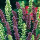 AGASTACHE foeniculum - soi Blue&White Mix - Menta mexicana