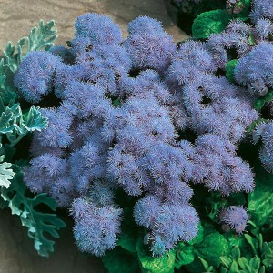 AGERATUM - soi Blue Mink - Pufuleti