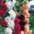 ALCEA rosea - soi Chaters Double Mixed - Nalba de gradina