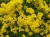 Seminte ALYSSUM Gold Dust - Ciucusoara