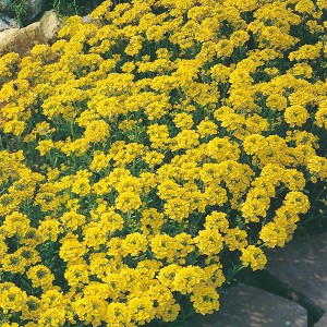 Seminte ALYSSUM Gold Dust - Ciucusoara