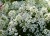 ALYSSUM Snow Cloth - Ciucusoara alba