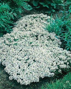 ALYSSUM Snow Cloth - Ciucusoara alba