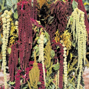 AMARANTHUS caudatus - soi Magic Fountains