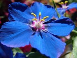 ANAGALLIS monellii - soi Blue Pimpernel - Scânteiuță