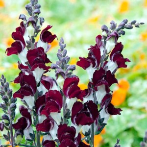 ANTIRRHINUM - soi Day & Night - Gura Leului