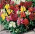 Seminte ANTIRRHINUM - soi Tom Thumb Mixed - Gura leului