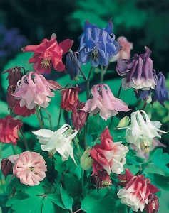 Seminte AQUILEGIA - soi Biedermeier Mixed - Caldaruse