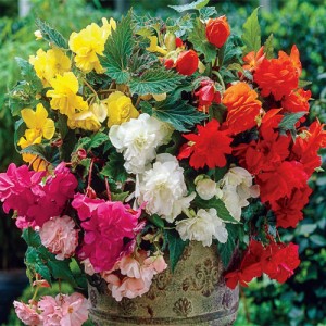 Seminte BEGONIA x tuberhybrida - soi Basket Beauties - Begonia curgatoare