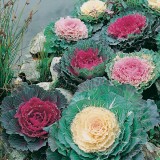 BRASSICA oleracea - soi Ornamental Mixed - Varza decorativa