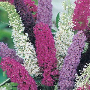 Seminte BUDDLEJA davidii Mixed - Liliac de vară