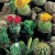 CACTUS - soi Superfine Mixed - Amestec de soiuri de cactusi