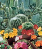 CACTUS - soi Superfine Mixed - Amestec de soiuri de cactusi