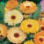 CALENDULA - soi Art Shades - Galbenele