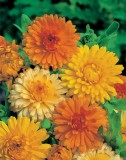 CALENDULA - soi Art Shades - Galbenele