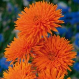 Seminte CALENDULA - soi Orange Porcupine - Galbenele