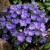 Seminte CAMPANULA carpatica - soi Blue - Clopotei