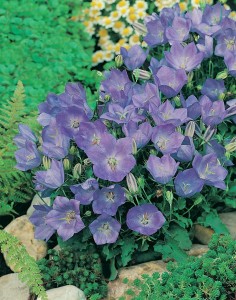 Seminte CAMPANULA carpatica - soi Blue - Clopotei