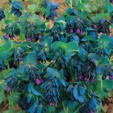 Seminte CERINTHE major - soi Purpurescens - Coroana Gibraltarului