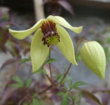 Seminte CLEMATIS - soi Korean Beauty - Clematita