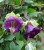 Seminte COBAEA scandens - Mov