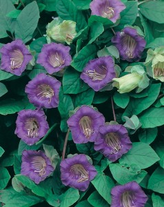 Seminte COBAEA scandens - Mov