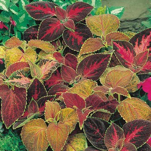 Seminte COLEUS - soi Flame Dancers - Urzicuta