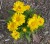 COREOPSIS grandiflora - soi Presto - Lipscanoaie