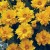 COREOPSIS grandiflora - soi Presto - Lipscanoaie