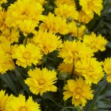 COREOPSIS grandiflora - soi Presto - Lipscanoaie