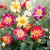 Seminte DAHLIA variabilis - soi Yankee Doodle Dandy Mix - Gherghine