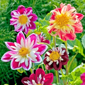 Seminte DAHLIA variabilis - soi Yankee Doodle Dandy Mix - Gherghine