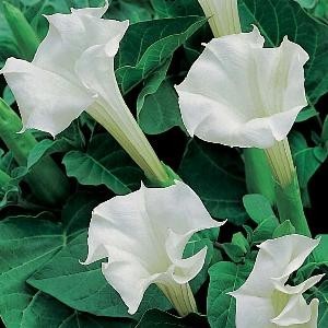 Seminte DATURA Metel - Trompeta ingerilor