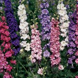 DELPHINIUM consolida - soi Stock Flowered Mix - Nemtisor anual