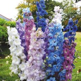 DELPHINIUM cultorum - soi High Society Mixed F1 - Nemtisor peren