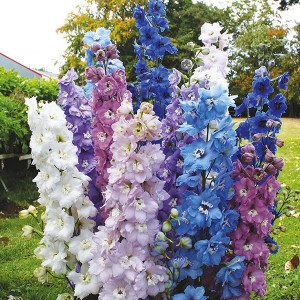 DELPHINIUM cultorum - soi High Society Mixed F1 - Nemtisor peren