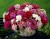 Seminte DIANTHUS barbatus - soi Pinocchio Mixed - Garofite turcesti