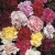 DIANTHUS caryophyllus - soi Choice Double Mixed - Garofite