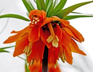 Bulbi Fritillaria imperialis - soi Aurora - Lalea imperiala