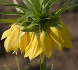 Bulbi Fritillaria imperialis Lutea - Lalea imperiala