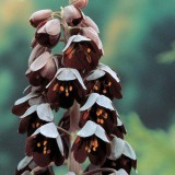 Bulbi Fritillaria persica - soi Adiyaman - Lalea imperiala