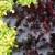 Heuchera - soi Black Beauty