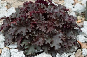 Heuchera - soi Black Beauty