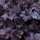 Heuchera - soi Obsidian